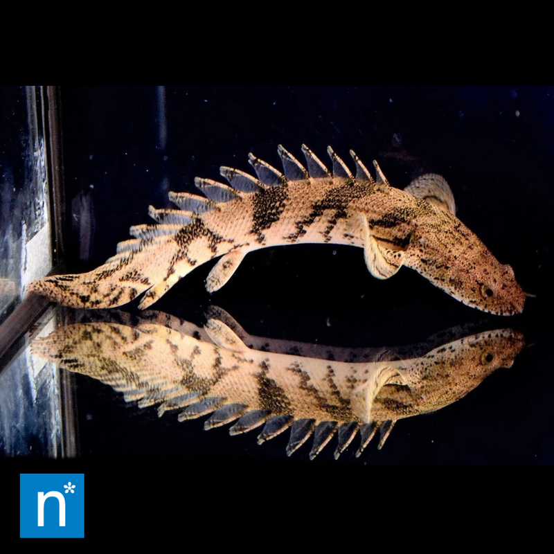 Saddled Bichir | Polypterus endlicherii