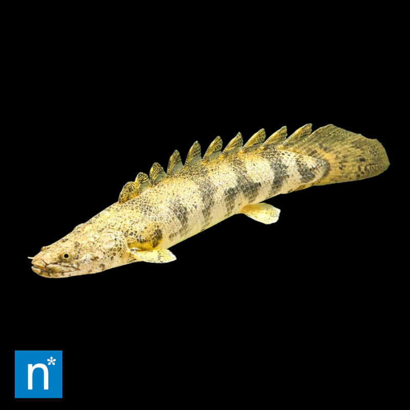 Saddled Bichir | Polypterus endlicherii