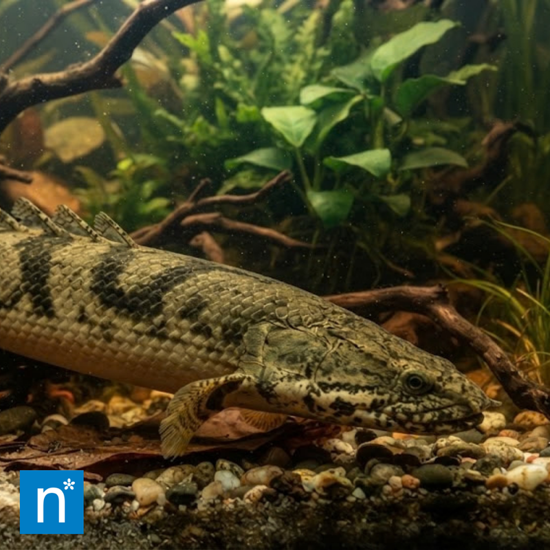 Saddled Bichir | Polypterus endlicherii