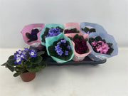 African Violet Mix — Streptocarpus ionanthus Hybrids (12cm Pot)