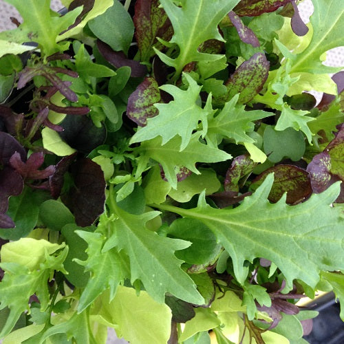 Salad Leaves 'Bright and Spicy'