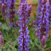 Salvia nemorosa ‘Sensation Blue’ with violet-blue flower spikes in a garden