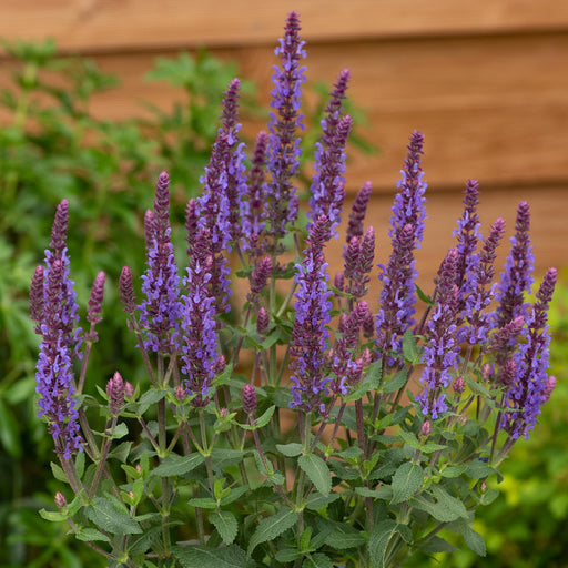 Close view of Salvia ‘Sensation Blue’ flowers