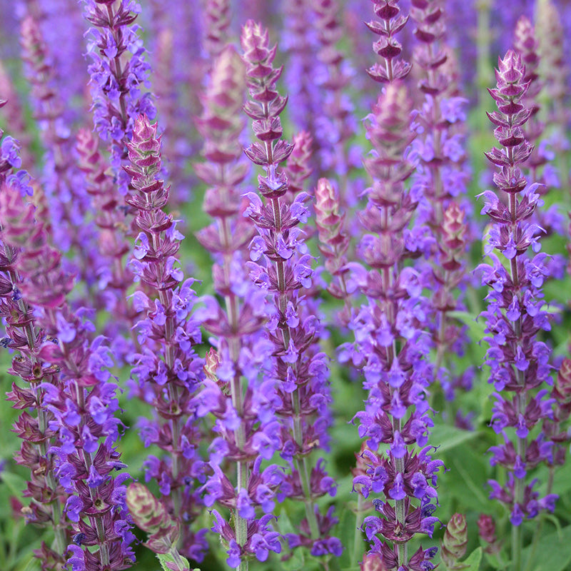 Salvia Ostfriesland 9cm