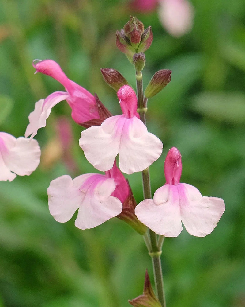 Pink and white Salvia flowers blooming on a green stem against a soft, blurred green foliage background.