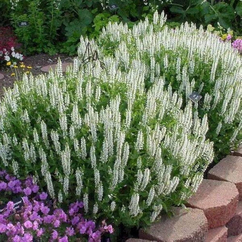 Salvia nemorosa 'Sensation White' 2 LItre