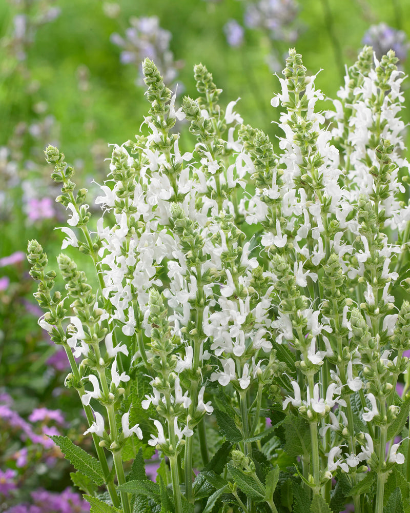 Salvia nemorosa 'Schneehugel' 2 Litre