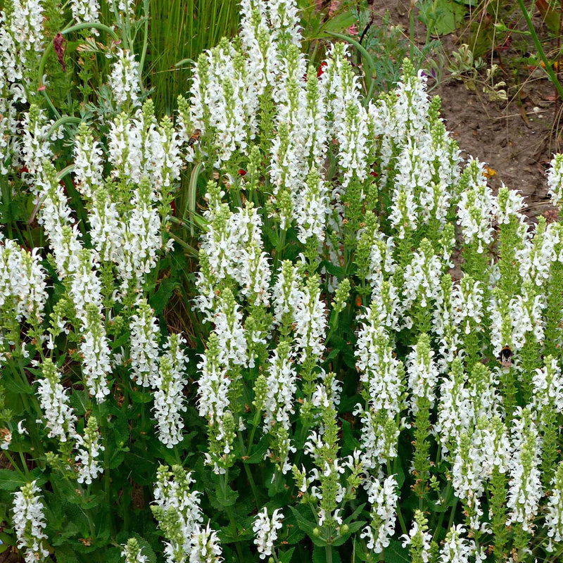 Salvia nemorosa 'Schneehugel' 2 Litre