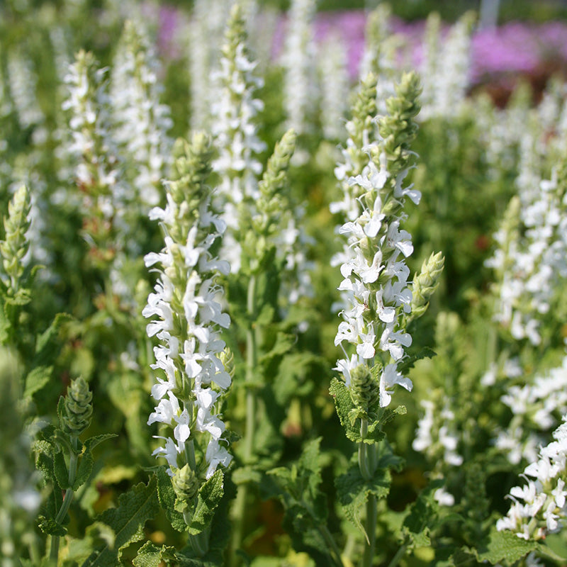Salvia nemorosa 'Schneehugel' 2 Litre