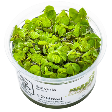 Salvinia Minima 1-2 Grow