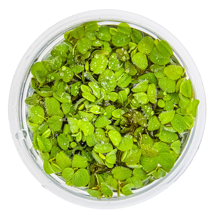 Salvinia Minima 1-2 Grow