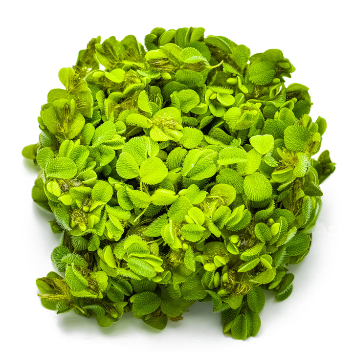 Salvinia Minima 1-2 Grow