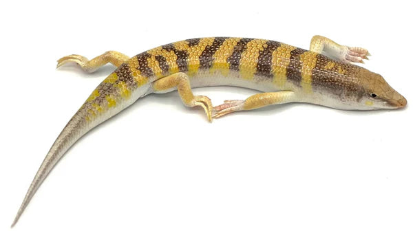 Sandfish Skink | Scincus scincus