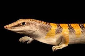 Sandfish Skink | Scincus scincus