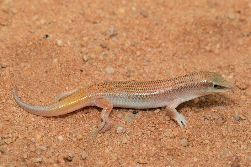 Sandfish Skink | Scincus scincus