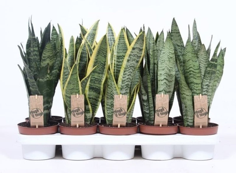 Sanseviera trifasciata mix P12