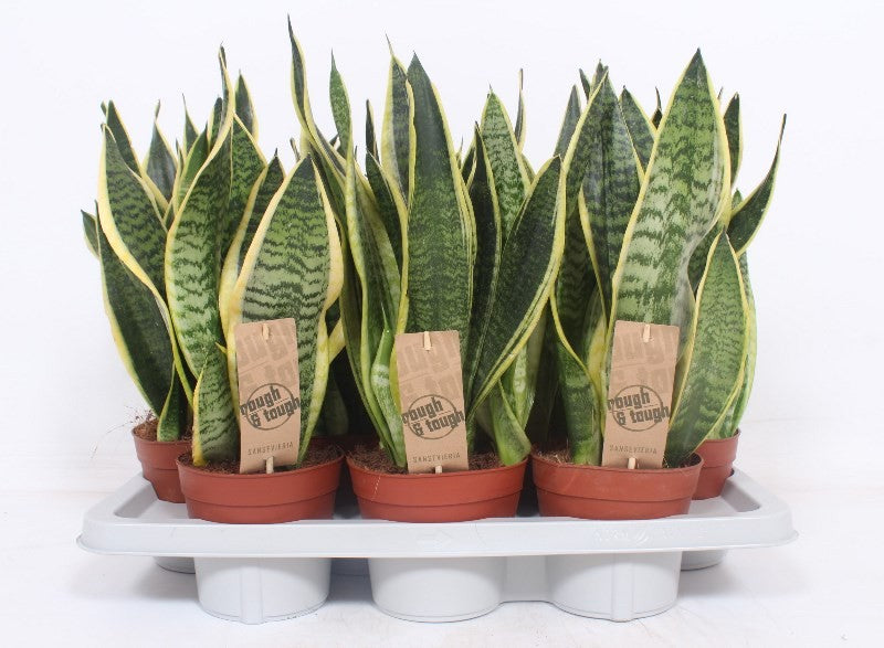 Sansevieria trif. 'Futura Superba' / P14