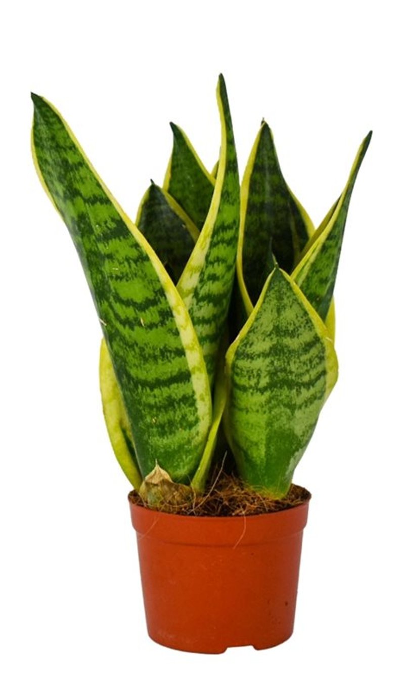 Sansevieria trif. 'Futura Superba' / P9