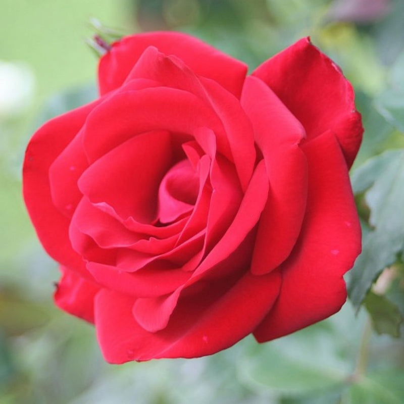 Santana Climbing Rose (4.5 Litre)