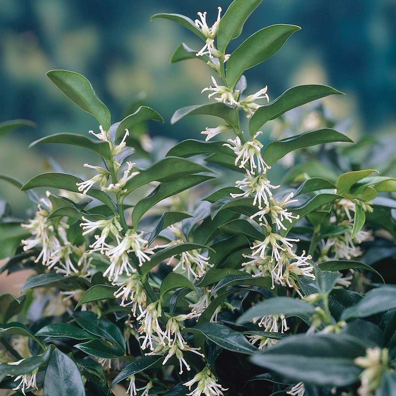 Sarcococca Confusa | Fragrant Sweet Box (2 Litre)