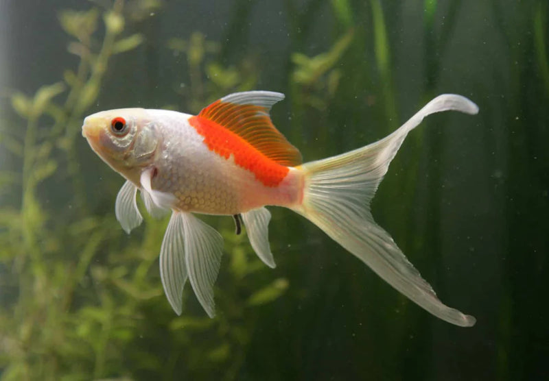Sarasa Comet Goldfish 3-4"
