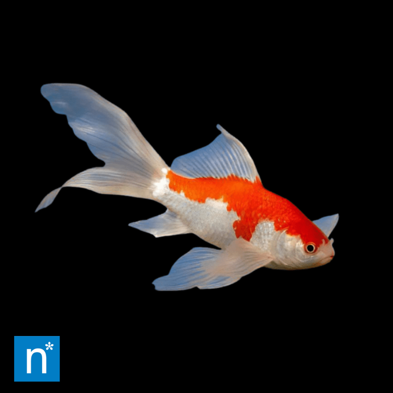 Sarasa Comet Goldfish | Carassius auratus (5–8 cm)