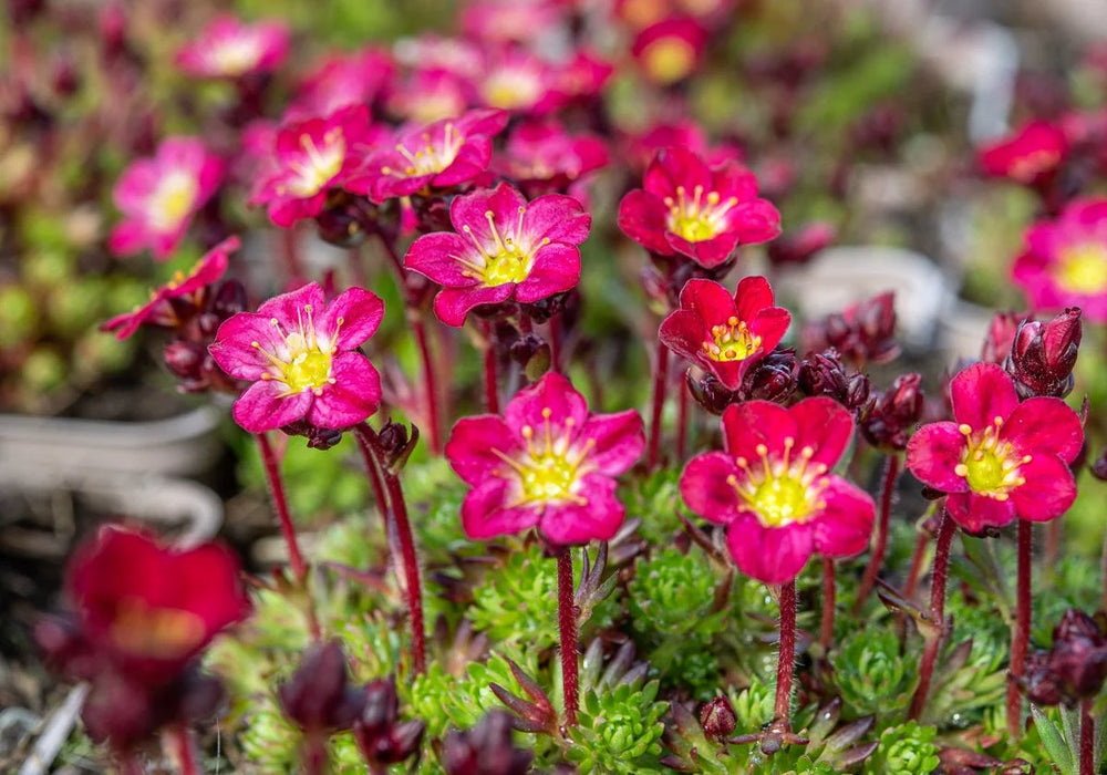 Saxifraga Red Cap 9cm