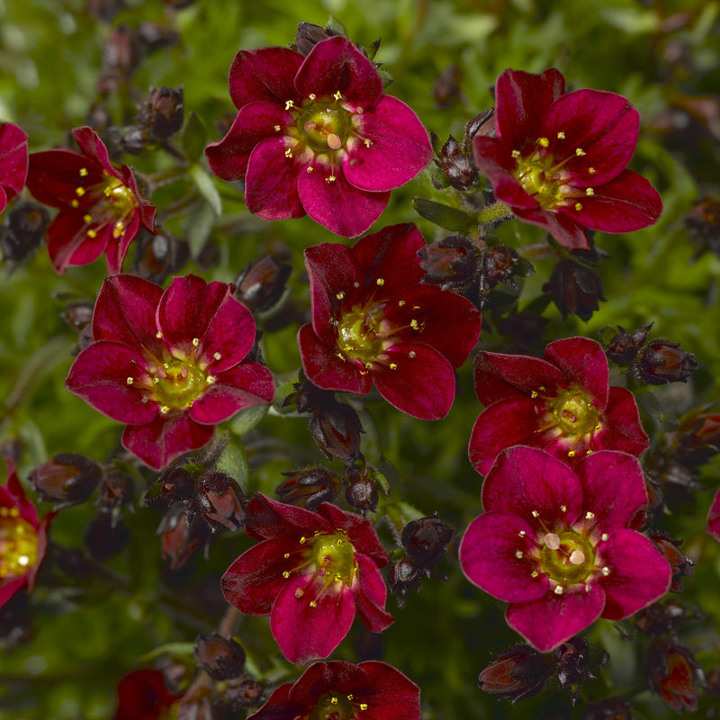 Saxifraga Alpino 'Red'