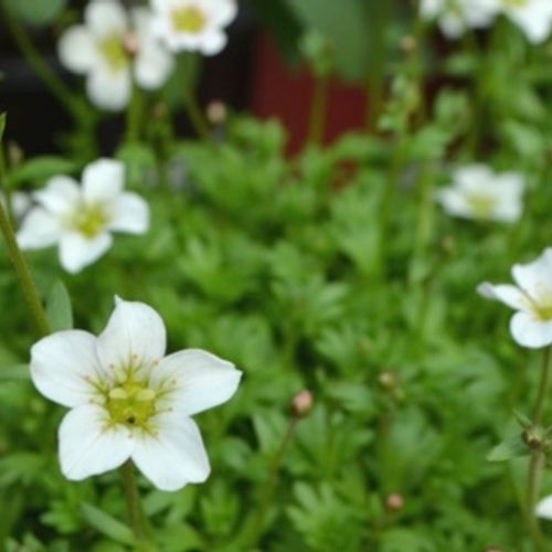 Saxifraga Alpino White 9cm