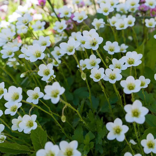 Saxifraga Alpino White 9cm