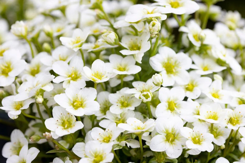 Saxifraga Alpino White 9cm
