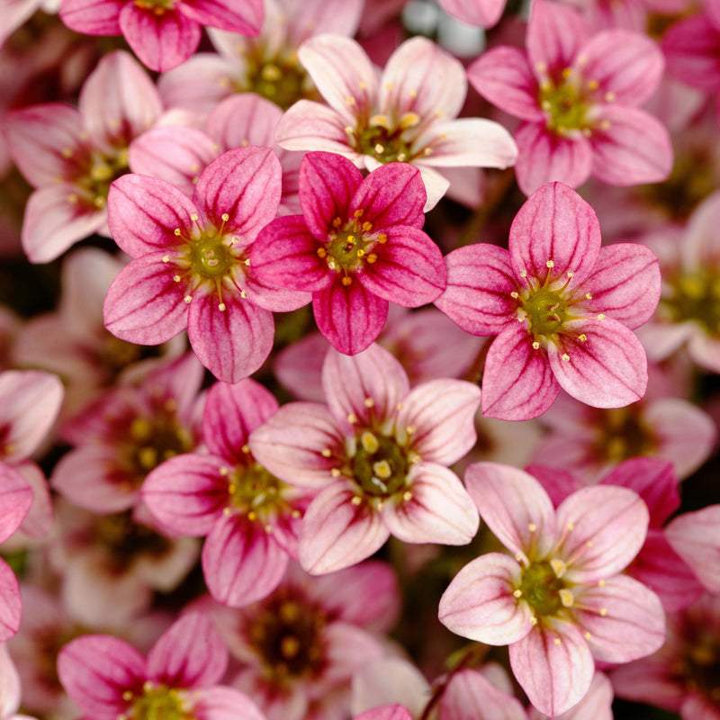 Saxifraga Carnival