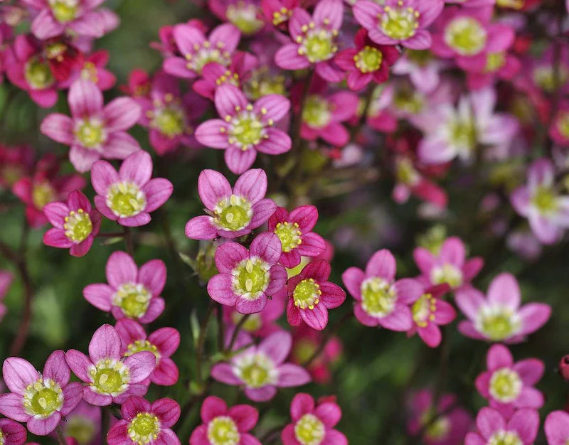 Saxifraga Carnival