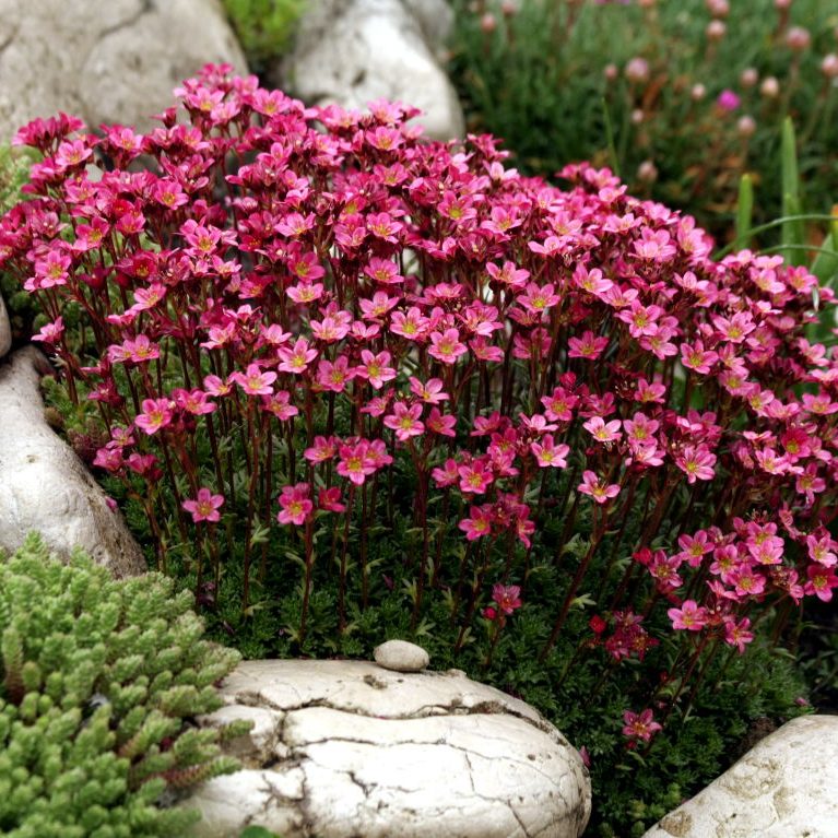 Saxifraga Mossy Red & Rose 9cm
