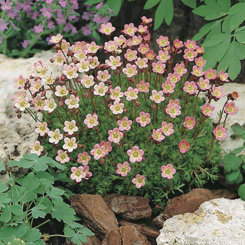 Saxifraga Stansfieldii 8-30cm