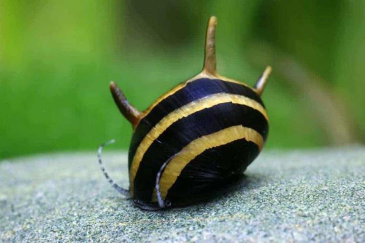 Bumblebee Horn Snail (Clithon corona)