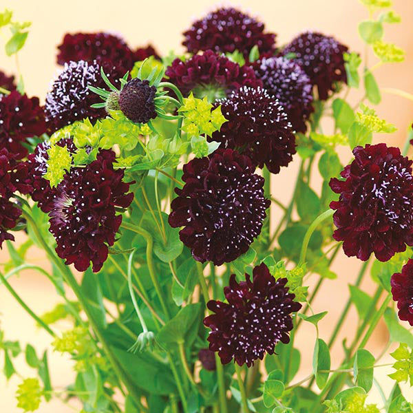 Scabiosa 'Summer Nights' (2 Litre)