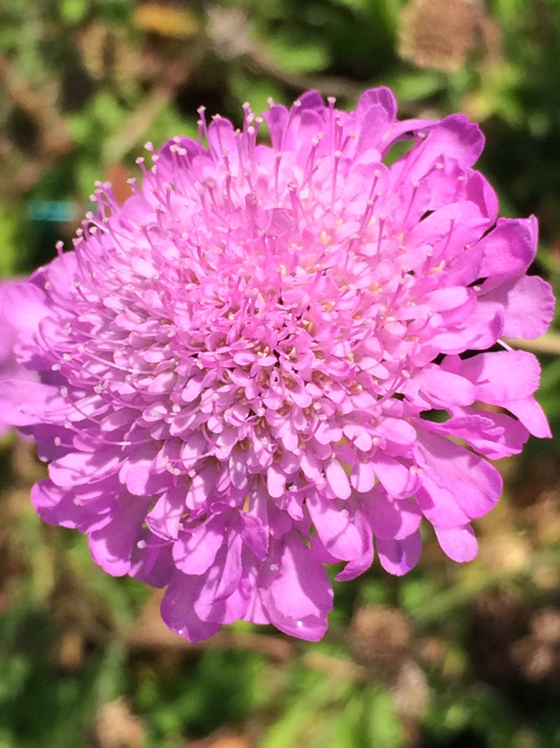 Scabiosa columbaria Pink Mist 2L - Looking Great