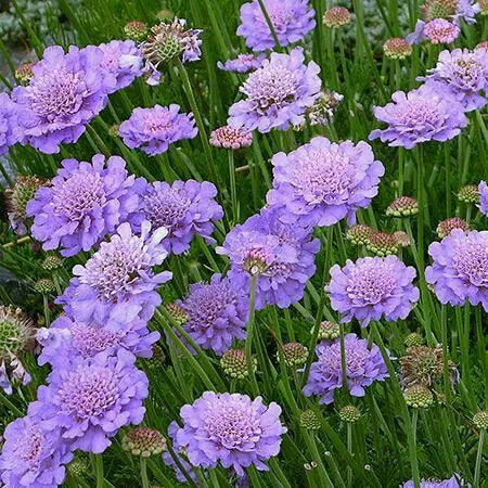 Scabiosa 'Blue Butterfly' 2 Litre