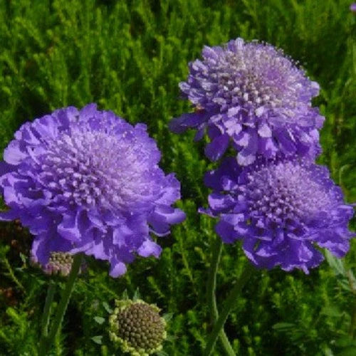 Scabiosa 'Blue Butterfly' 2 Litre