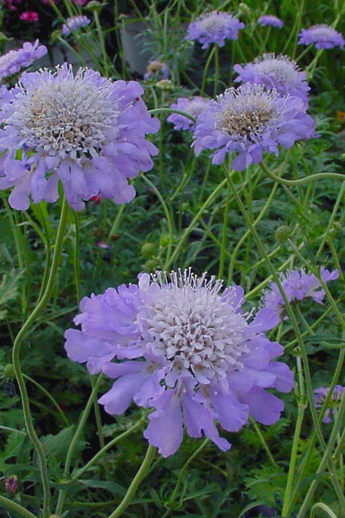 Scabiosa 'Blue Butterfly' 2 Litre