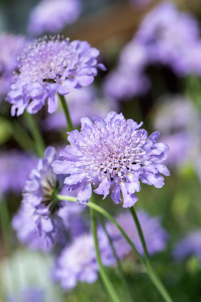 Scabiosa 'Blue Butterfly' 2 Litre