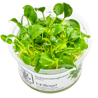 Schismatoglottis prietoi 1-2 Grow