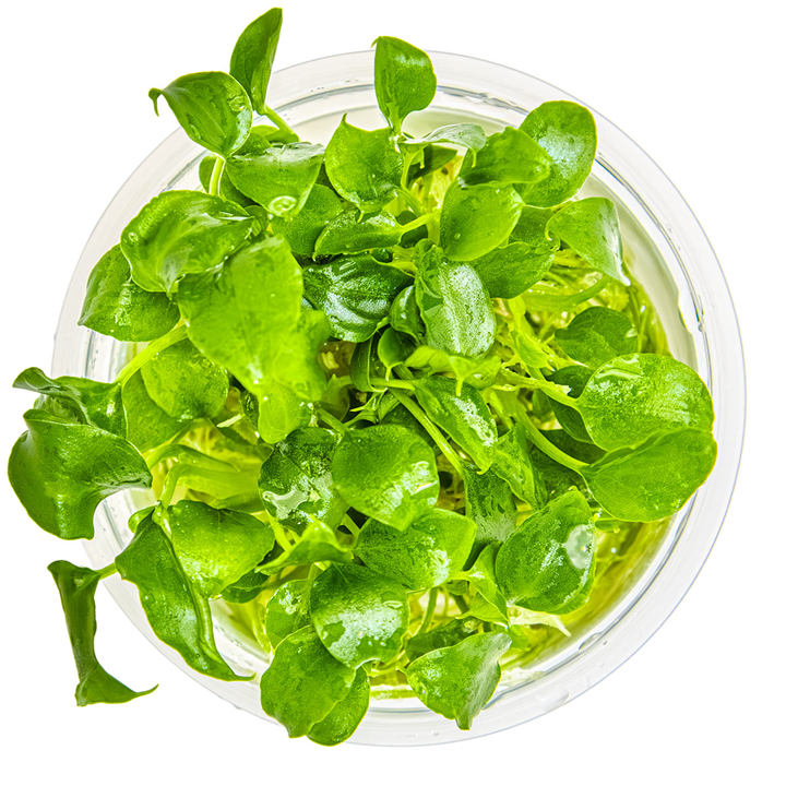 Schismatoglottis prietoi 1-2 Grow