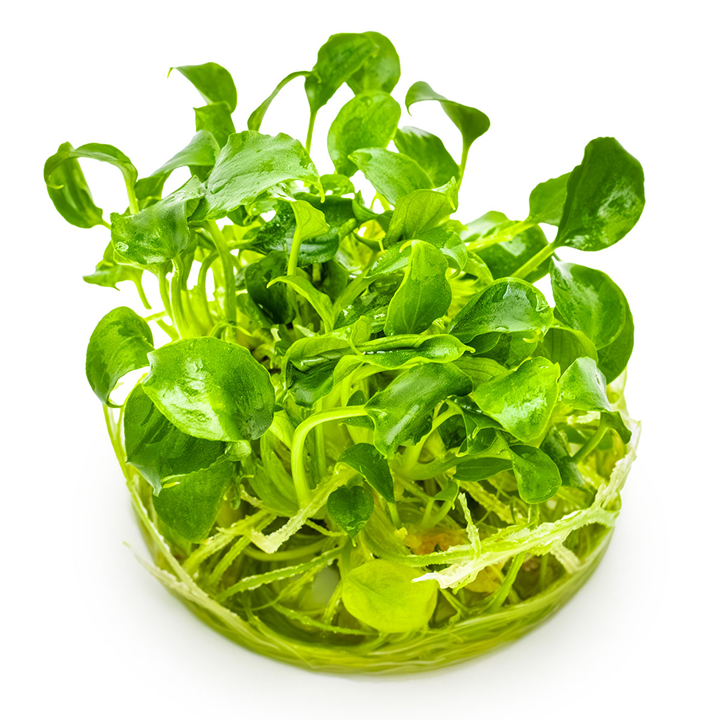 Schismatoglottis prietoi 1-2 Grow