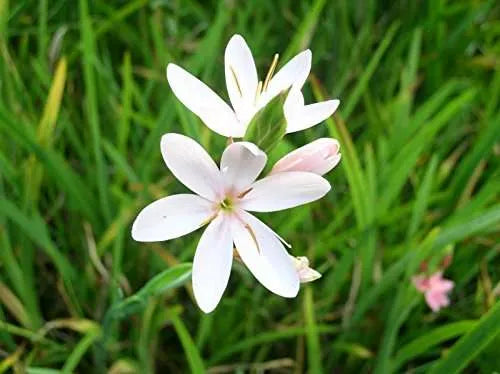 Schizostylis coccinea 'Alba' | White Kaffir Lily 2 Litre