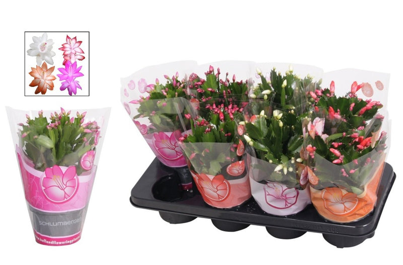 Schlumbergera mix P13