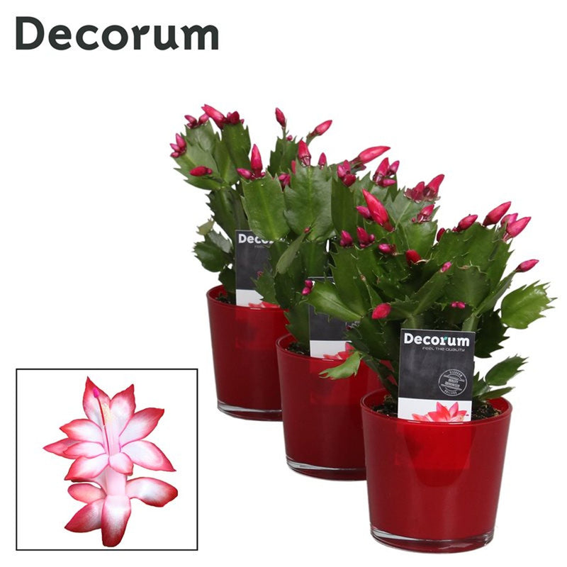 Schlumbergera red in glass pot P9