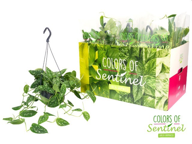 Scindapsus pictus 'Argyraeus' P15, hanging pot