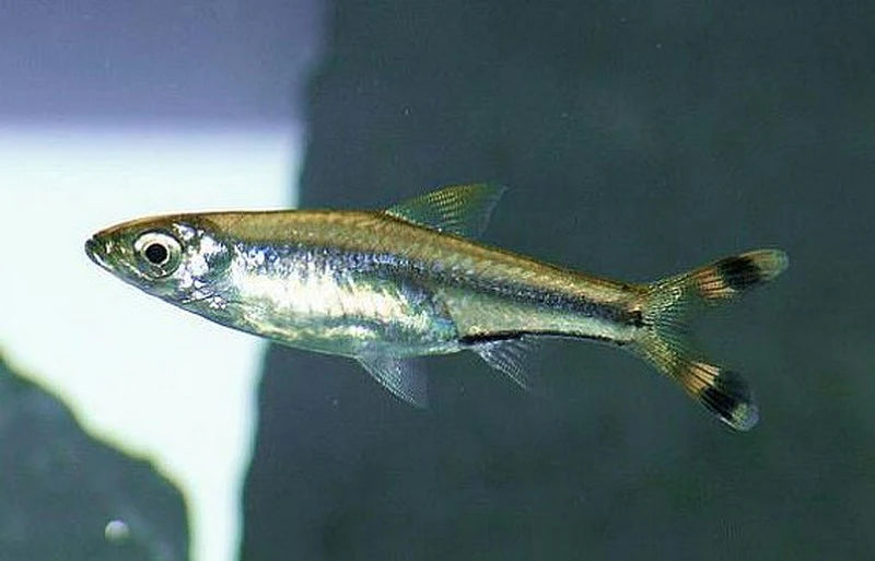 Scissortail Rasbora Medium Large